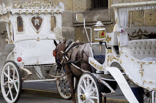 Mexico, Jalisco, Guadalajara, White and gold painted horse drawn tourist carriages queue in line on street. Photo : Nick Bonetti