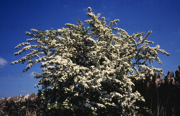 Tree, Single, Common Hawthorn tree in full white blossom during the month of May. Crataegus Monogyna. England Worcestershire Worchester. Photo : Bryan Pickering
