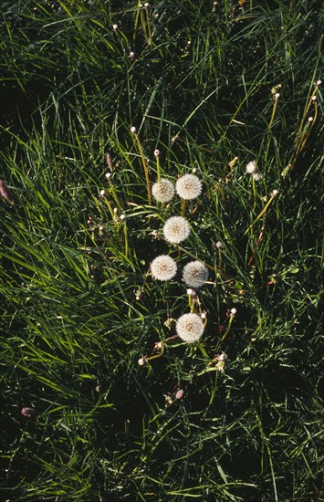 Plant, Dandelion, Taraxacum officinale. At seed stage.. Photo : Bryan Pickering