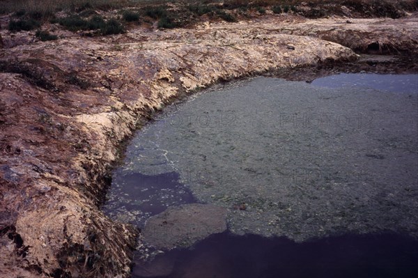 France, Brittany, Plants, Green Algae. Sea Lettuce. Ulva Lactuca. Washed up by sea tide and dries to a tan skin like cover stifling shoreplants. It is toxic giving off Hydrogen Sulphide Gas H20. Photo : Bryan Pickering