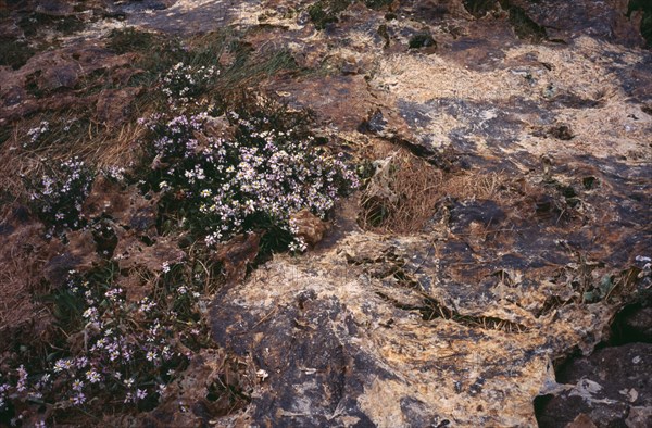 France, Brittany, Plants, Green Algae. Sea Lettuce. Ulva Lactuca. Washed up by sea tide and dries to a tan skin like cover stifling shoreplants. It is toxic giving off Hydrogen Sulphide Gas H20. Photo : Bryan Pickering