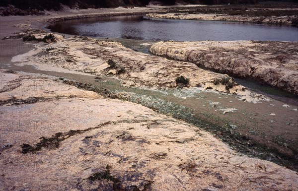 France, Brittany, Plants, Green Algae. Sea Lettuce. Ulva Lactuca. Washed up by sea tide and dries to a tan skin like cover stifling shoreplants. It is toxic giving off Hydrogen Sulphide Gas H20. Photo : Bryan Pickering