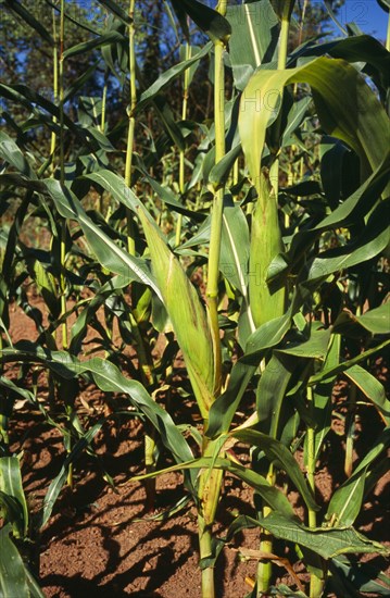 Agriculture, Crop, Close up of Maize plant. Cob enclosed with green sheath. England Worcestershire.. Photo : Bryan Pickering