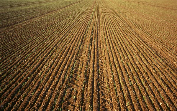 Agriculture, Wheat, Early green shots of winter wheat. England Norfolkshire Norfolk. Photo : Bryan Pickering