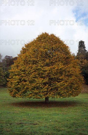 Tree, Single, Small leaved Lime Tree in autumn foliage. Tilia Platyphyllos. Wales Gwent Monmouth. Photo : Bryan Pickering