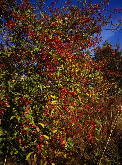 England, Gloucestershire, Tree, Spindle Tree Euonymus europaeus with ripening pink berries and orange seed. Photo : Bryan Pickering
