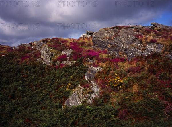 France, Bretagne, Cotes d Armor, Monts d Arree. Rocky outcrop with bracken bell heather and gorse. Photo : Bryan Pickering