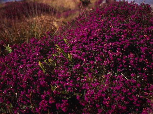 France, Bretagne, Cotes d Armor, Monts d Arree. Close shot of Bell heather Erica cinerea.. Photo : Bryan Pickering