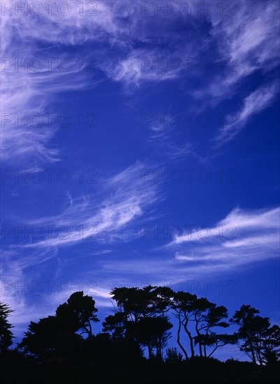 France, Bretagne, Pine trees on skyline silhouetted against sky with high thin cirrus clouds in low light. Photo : Bryan Pickering