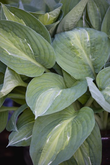 Hosta 'Striptease'