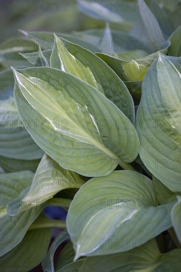 Hosta 'Striptease'