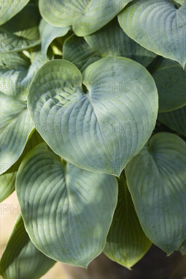 Hosta