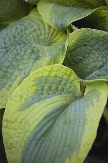 Hosta