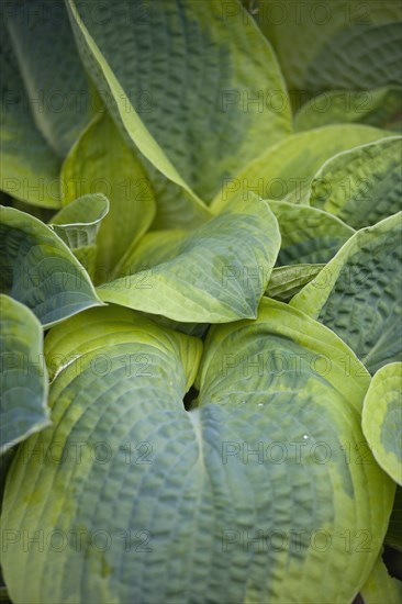 Hosta