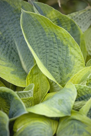 Hosta