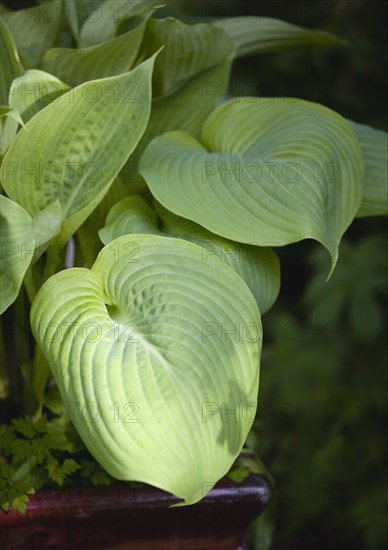 Hosta 'Sum And Substance', Plantain lily