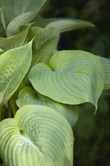 Hosta 'Sum And Substance', Plantain lily