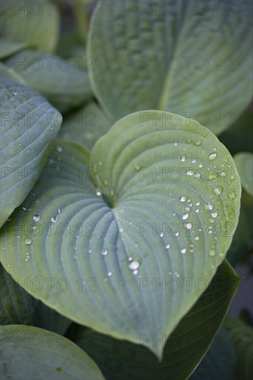 Hosta