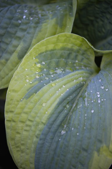 Hosta