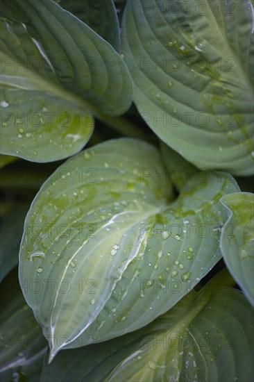 Hosta 'Striptease'