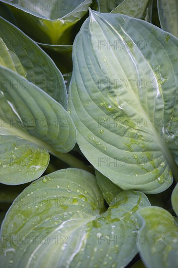 Hosta 'Striptease'