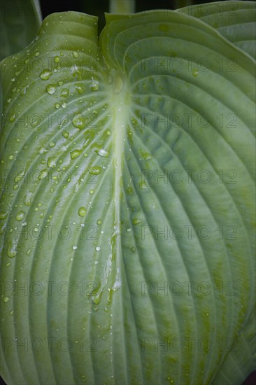 Hosta 'Sum And Substance', Plantain lily