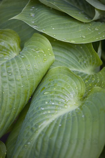 Hosta 'Sum And Substance', Plantain lily