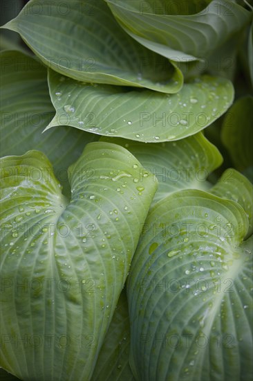 Hosta 'Sum And Substance', Plantain lily