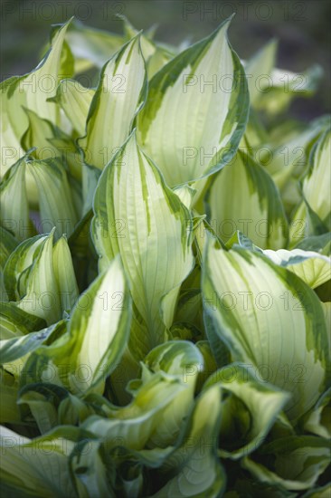 Hosta