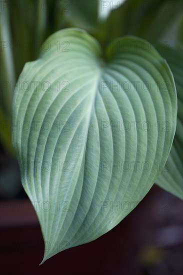 Hosta