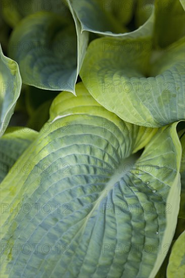 Hosta