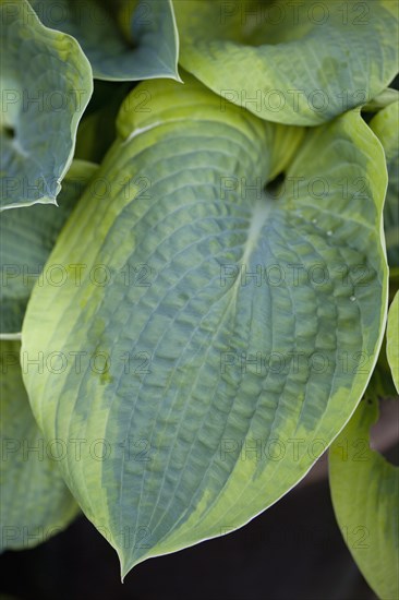 Hosta