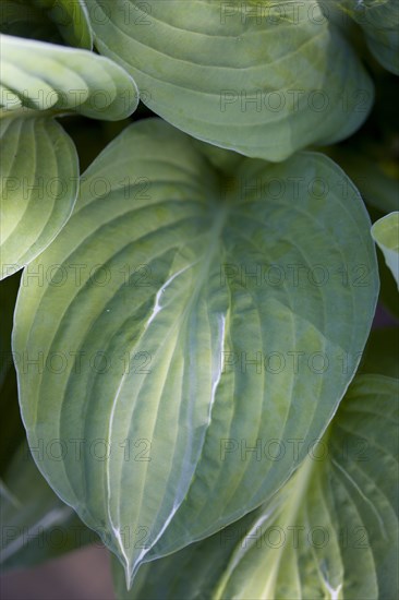 Hosta 'Striptease'