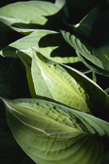 Hosta 'Striptease'