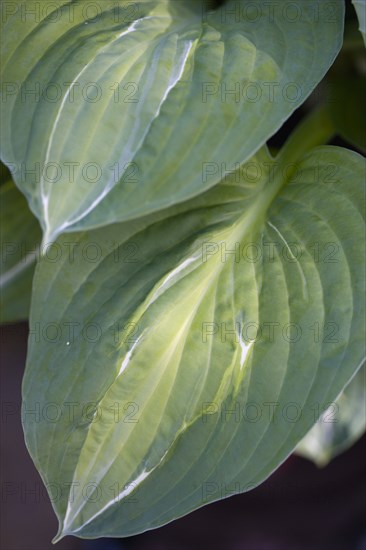 Hosta 'Striptease'