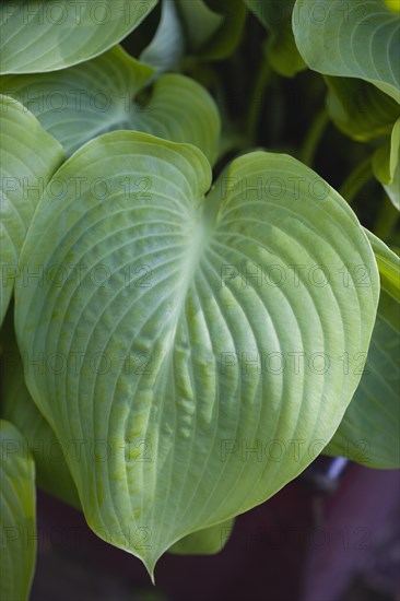 Hosta 'Sum And Substance', Plantain lily