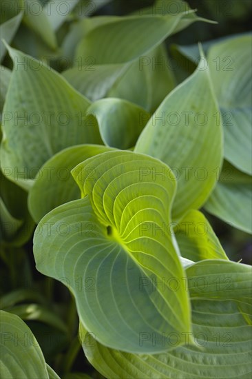 Hosta 'Sum And Substance', Plantain lily