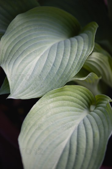 Hosta