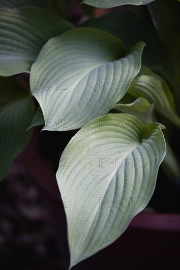 Hosta