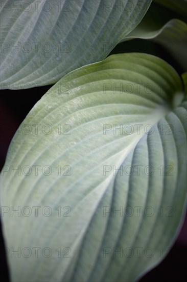 Hosta