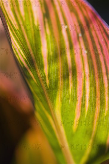 Canna 'Tropicanna'