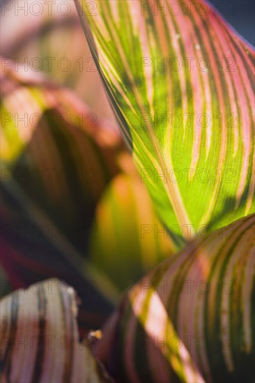 Canna 'Tropicanna'