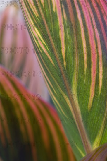 Canna 'Tropicanna'