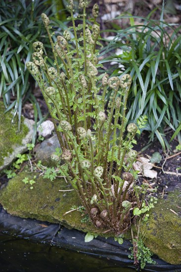 Dryopteris filix-mas, Male fern