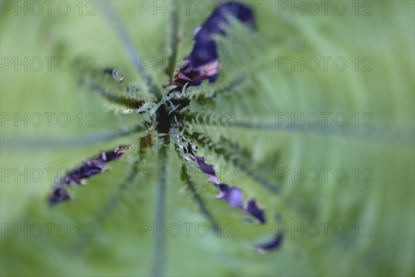 Matteuccia struthiopteris, 'Shuttlecock' fern