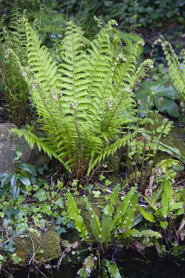 Dryopteris filix-mas, Male fern