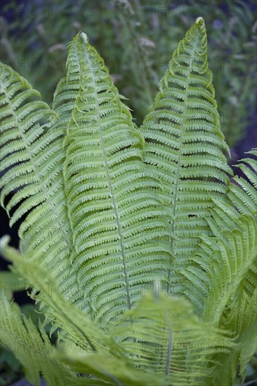 Dryopteris filix-mas, Male fern