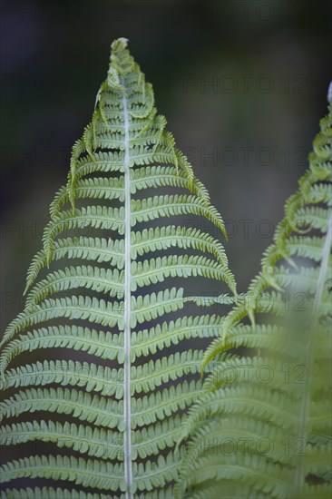 Dryopteris filix-mas, Male fern