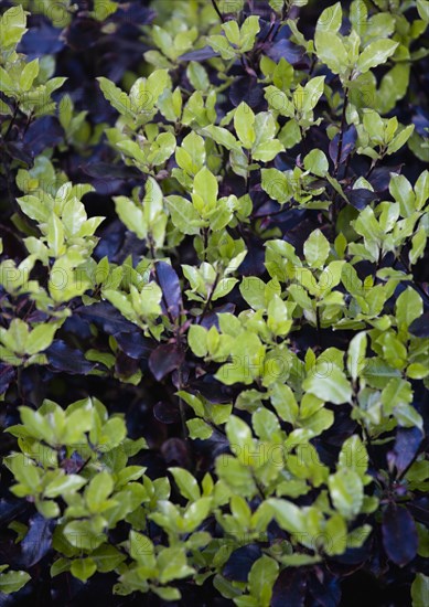 Pittosporum tenuifolium, Tawhiwhi 'Tom Thumb'