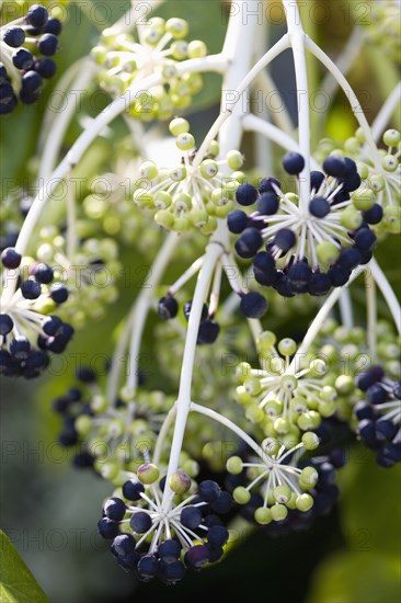 Fatsia Japonica, Japanese aralia